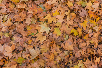 Autumn wallpaper