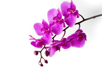 Naklejka na ściany i meble Beautiful pink orchid on the white background.
