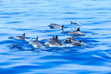 Naklejka premium dolphins