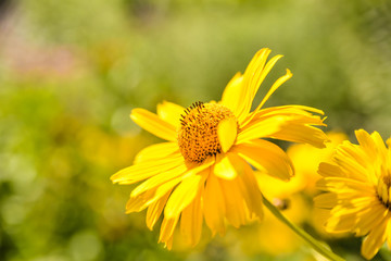Blumenwiese