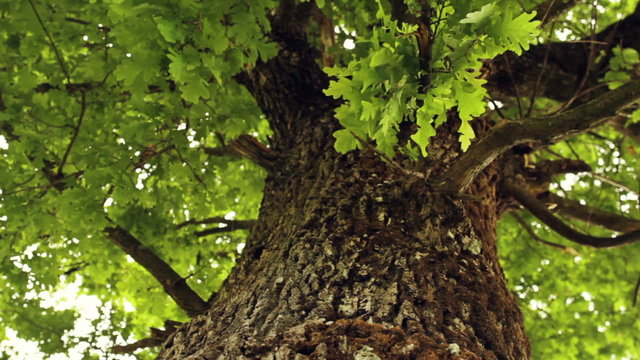 Oak tree - Vertical Dolly