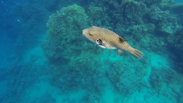 weissflecken kugelfisch im meer in zeitlupe
