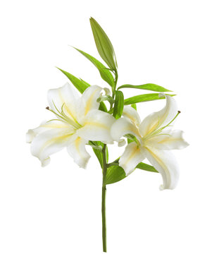Two white lilies isolated on white background