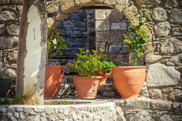 plants pots on old wall