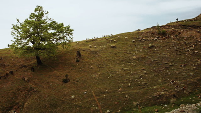 Flock of sheep grazing on hill - rural scene