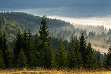 Obraz premium coniferous forest on a mountain slope