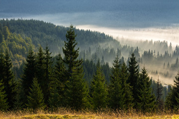 coniferous forest on a  mountain slope