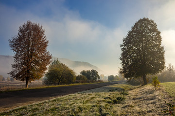 Obraz premium road near forest in foggy mountains at sunrise