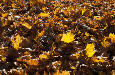 Golden autumn background