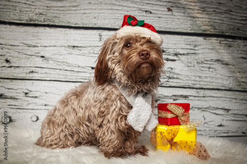 "Hund macht sitz" Stock photo and royaltyfree images on