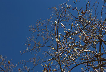 Willow on blue sky