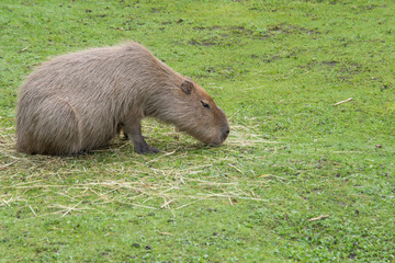 Capybara in the meadow