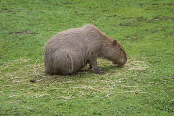 Capybara in the meadow