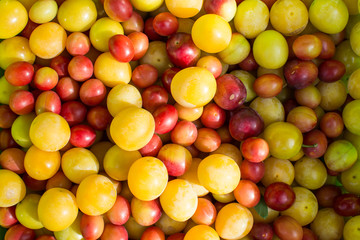 Fresh red and yellow mirabelle as background - close up.