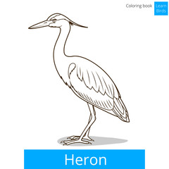 Heron learn birds coloring book vector