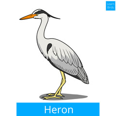 Heron learn birds educational game vector