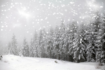 Winter landscape - snowfall in coniferous forest