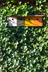 Green, yellow, red and white wooden birdhouse hanging in ivy.