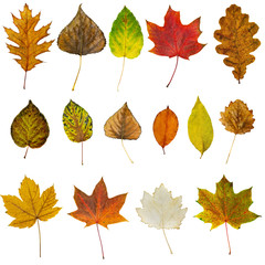 set of autumn leaves isolated on a white background