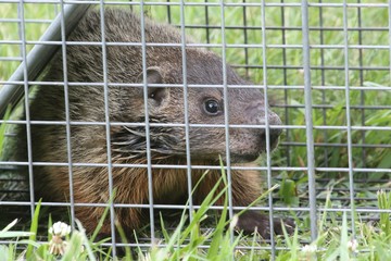 Groundhog (Marmota monax) in a trap