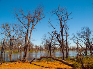 Flooded forest in Okavango delta