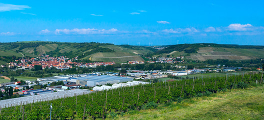 Vineyard in German countryside on sunny day