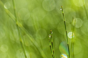 Bokeh, fondo verde desenfocado