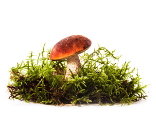 Orange-cap boletus mushrooms