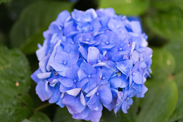 Fototapeta premium Blooming bue hydrangea plant with green leaves in summer garden