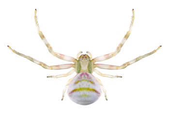 Spider Thomisus onustus (female)