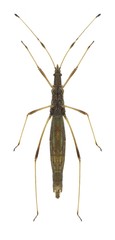 Bug Neides tipularius (underside)