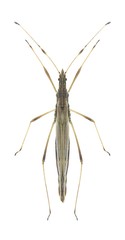 Bug Neides tipularius