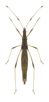 Bug Neides tipularius (underside)