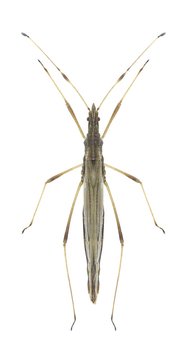 Bug Neides tipularius