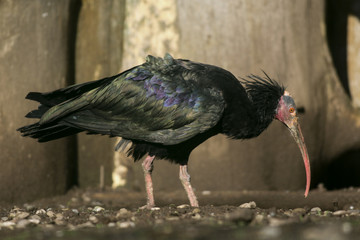 Waldrapp (Geronticus eremita)