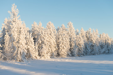 Scenic winter landscape in the taiga. The Yamal Peninsula