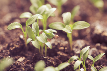 macro seeds growing