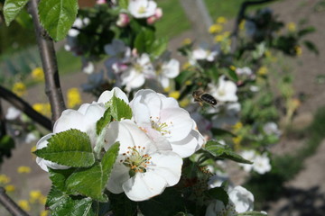 Bee pollinating apple blossoms in garden