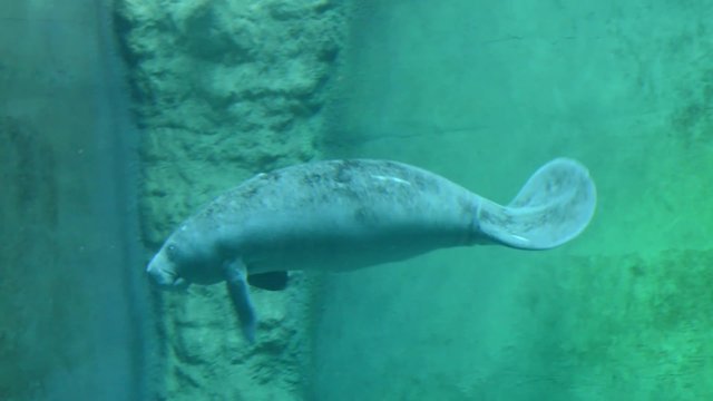 West Indian manatee (Trichechus manatus) is swimming