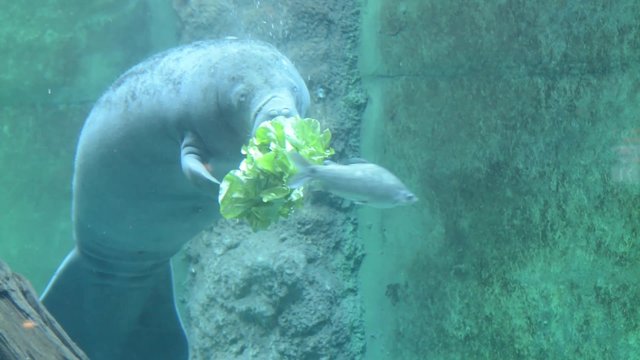 West Indian manatee (Trichechus manatus) is eating greens