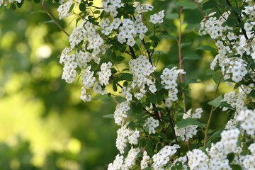 White flowers on a branch hawthorn bush, close-up in the natural garden