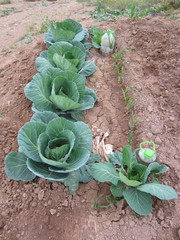 cabbage patch 