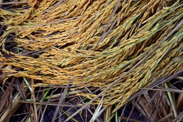 Thai rice