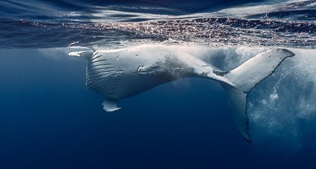 Humpback whale hug, Réunion island - France.