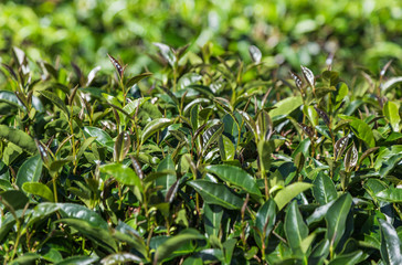 oolong tea leaves on plantation in morning.