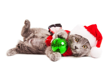 Obraz premium Cute Playful Christmas Kitten