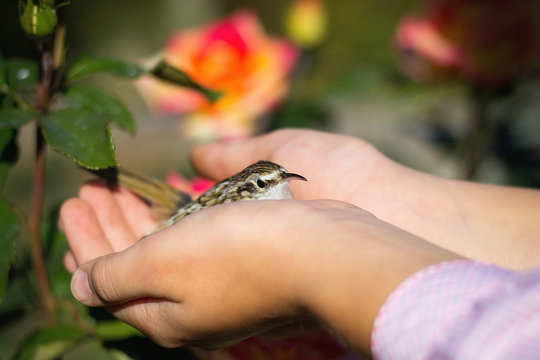 small bird sparrow in the men's and children's hands against the