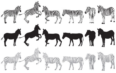 Fototapeta Set of zebra on a white obraz