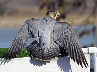 Barbary Falcon Rear View Wings Spread