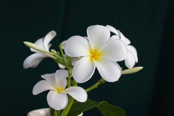 Isolate beautiful charming white flower plumeria